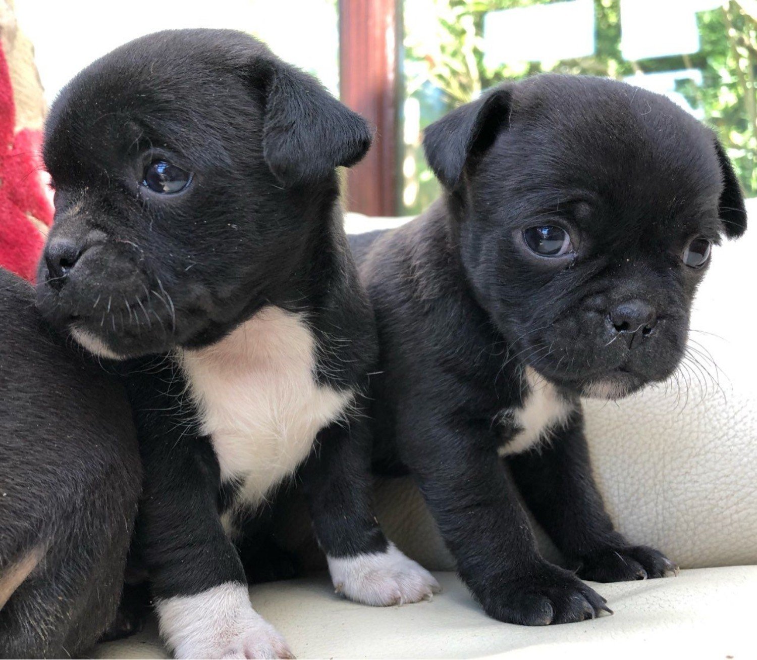 Black Jug Dog Puppies